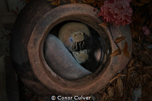 "The Viper Pot" by Conor Culver 